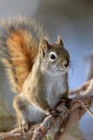 Red Squirrel in Winter Canada photo