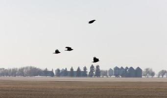 Crows in Flight Saskatchewan Canada photo