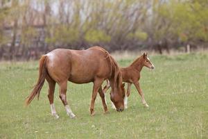 Horse and Colt in Pasture Saskatchewan Canada photo