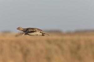 Sharptailed Grouse in Flight photo