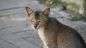 Spotted street cat . Yard cat. A pet. Stray cat. photo