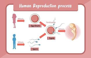 infografía del proceso de reproducción humana vector