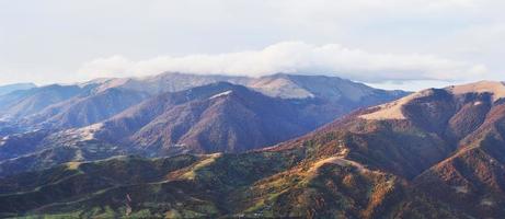 bosque de abedules en la tarde soleada durante la temporada de otoño. paisaje de otoño foto