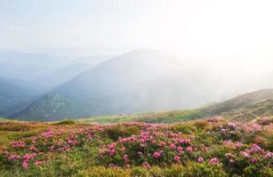 Rhododendrons bloom in a beautiful location in the mountains. Flowers in the mountains. Blooming rhododendrons in the mountains on a sunny summer day. Dramatic unusual scene. Carpathian, Ukraine photo