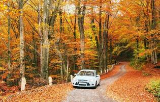 coche blanco en un sendero forestal. otoño de oro