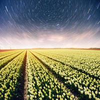 noche sobre campos de narcisos. fantástico cielo estrellado y la vía láctea foto