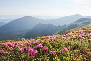 Rhododendrons bloom in a beautiful location in the mountains. Flowers in the mountains. Blooming rhododendrons in the mountains on a sunny summer day. Dramatic unusual scene. Carpathian, Ukraine photo