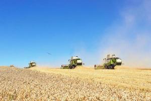 A few combines cutting a swath through the middle of a wheat field during harvest photo