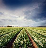 Sunset over fields of daffodils. photo