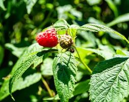 Photography for whole ripe berry red raspberry photo