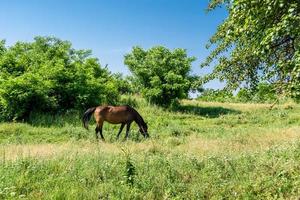 Beautiful wild brown horse stallion on summer flower meadow photo