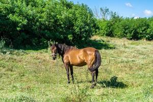 Hermoso semental de caballo marrón salvaje en la pradera de flores de verano foto