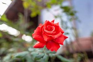 hermosas rosas rojas que florecen en el jardín de rosas foto