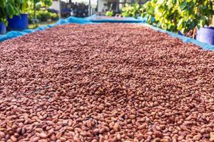 granos de cacao orgánicos secados al sol en la granja foto