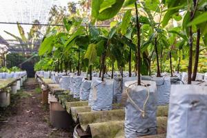 plántulas de cacao que crecen en la granja foto