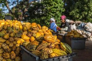 fruta fresca de cacao en la fábrica de cacao foto