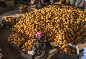 trabajadores que preparan frutos frescos de cacao antes de la fermentación foto