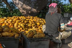 trabajadores que preparan frutos frescos de cacao antes de la fermentación foto