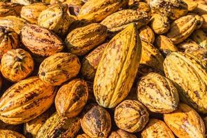 top view of fresh cocoa pods in factory photo