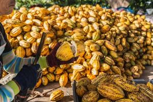 trabajadores que preparan frutos frescos de cacao antes de la fermentación foto