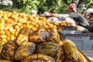 Fresh cocoa fruit in cocoa factory photo