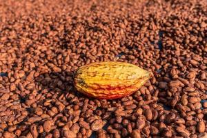 Organic cocoa beans sun drying on the farm photo