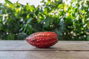 Fresh cocoa fruit in the cocoa plantation photo