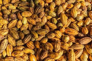 vista superior de vainas de cacao frescas en fábrica foto