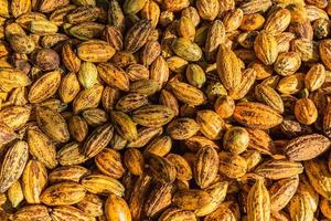 top view of fresh cocoa pods in factory photo