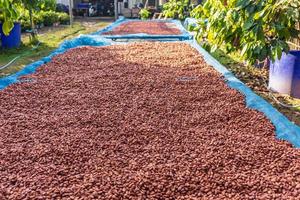 Organic cocoa beans sun drying on the farm