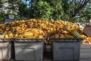 fruta fresca de cacao en la fábrica de cacao foto