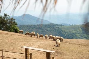granja de ovejas en doi chang, chiang rai, tailandia foto