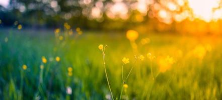 paisaje de campo de puesta de sol de enfoque suave abstracto de flores amarillas y pradera de hierba cálida hora dorada puesta de sol hora del amanecer. tranquilo primavera verano naturaleza primer plano y fondo de bosque borroso. naturaleza idílica