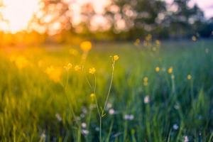 Abstract soft focus sunset field landscape of yellow flowers and grass meadow warm golden hour sunset sunrise time. Tranquil spring summer nature closeup and blurred forest background. Idyllic nature photo