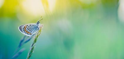 Nature close-up macro background concept. Tranquil, calming summer meadow and butterfly on dreamy soft pastel colorful background. Inspirational nature scenic. photo