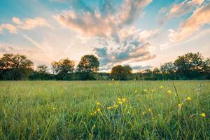 Abstract soft focus sunset field landscape of yellow flowers and grass meadow warm golden hour sunset sunrise time. Tranquil spring summer nature closeup and blurred forest background. Idyllic nature photo