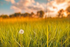 paisaje de campo de puesta de sol de enfoque suave abstracto de flores amarillas y pradera de hierba cálida hora dorada puesta de sol hora del amanecer. tranquilo primavera verano naturaleza primer plano y fondo de bosque borroso. naturaleza idílica foto