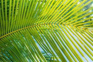 Relajante vista de la naturaleza de primer plano de texturas de fondo de hojas de palma. patrón de naturaleza tropical, día soleado, planta natural de verano foto