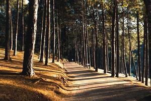 Pine forest and camping area in the morning photo