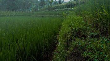 view of rice fields accompanied by thin fog photo
