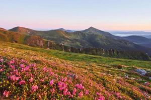 Rhododendrons bloom in a beautiful location in the mountains. Beautiful sunset. Blooming rhododendrons in the mountains on a sunny summer day. Carpathian, Ukraine. photo