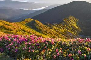 Rhododendrons bloom in a beautiful location in the mountains. Beautiful sunset. Blooming rhododendrons in the mountains on a sunny summer day. Carpathian, Ukraine. photo