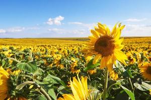 Sunflower field with cloudy blue sky photo