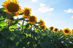 Sunflower field with cloudy blue sky photo