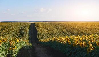 paisaje de verano con un campo de girasoles, un camino de tierra foto