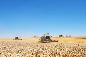 TERNOPIL - JULY 20. A few combines cutting a swath through the middle of a wheat field during harvest on July 20, 2017, in Ternopil