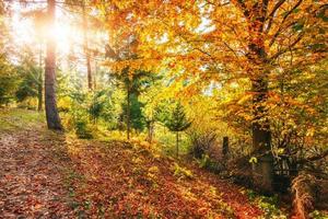 Golden morning sun rays on green grass in autumn. Beautiful nature background photo