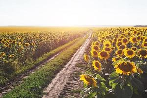 paisaje de verano con un campo de girasoles, un camino de tierra foto