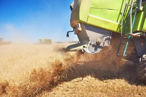 very close up combine harvesting wheat photo