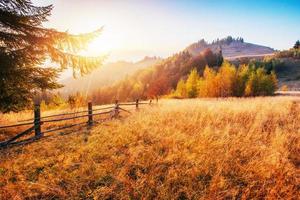 birch forest in sunny afternoon while autumn season. Autumn Landscape. Ukraine. Europe photo